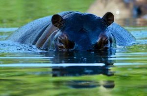 Copyright AFP/Archiv TORSTEN BLACKWOOD