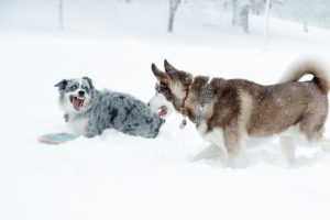 Copyright GETTY IMAGES NORTH AMERICA/AFP/Archiv Scott Eisen