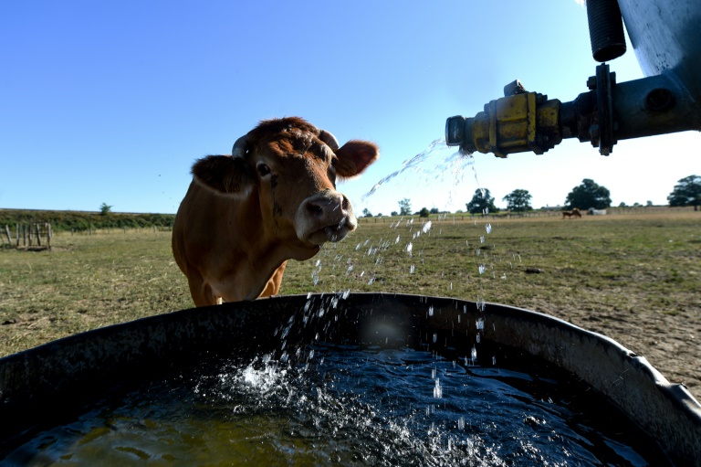 Copyright AFP/Archiv Mark RALSTON