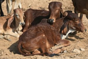 Copyright AFP/Archiv Money SHARMA