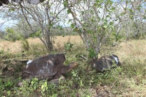 Copyright Parque Nacional Galápagos/AFP/Archiv -