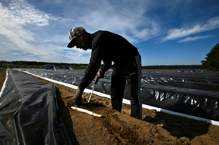 Copyright AFP/Archiv John MACDOUGALL