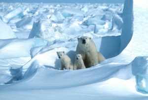 Copyright POLAR BEARS INTERNATIONAL/AFP Steven C. AMSTRUP