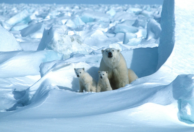 Copyright POLAR BEARS INTERNATIONAL/AFP Steven C. AMSTRUP