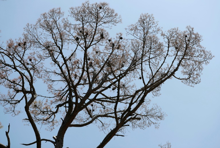 Copyright AFP/Archiv JENS SCHLUETER