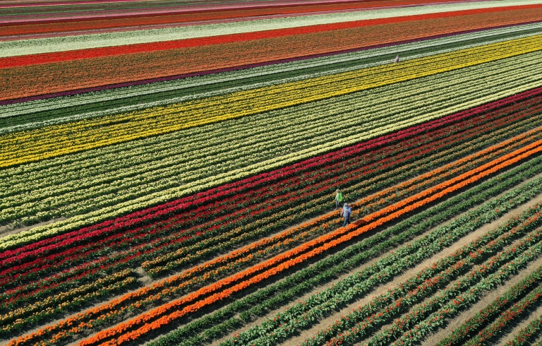 Copyright GETTY IMAGES NORTH AMERICA/AFP/Archiv Christian Petersen