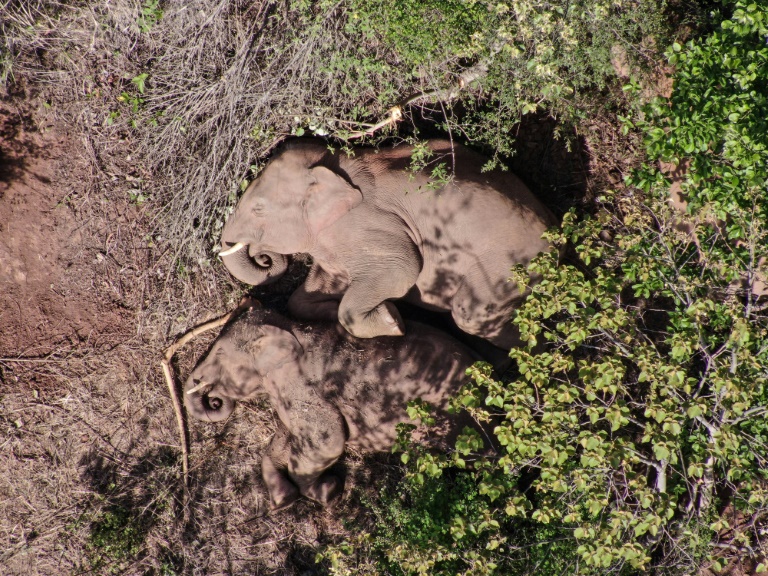 Copyright Yunnan Provincial Command of the Safety Precautions of the Migrating Asian Elephants/AFP/Archiv Handout