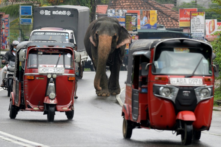 Copyright AFP/Archiv Lakruwan WANNIARACHCHI