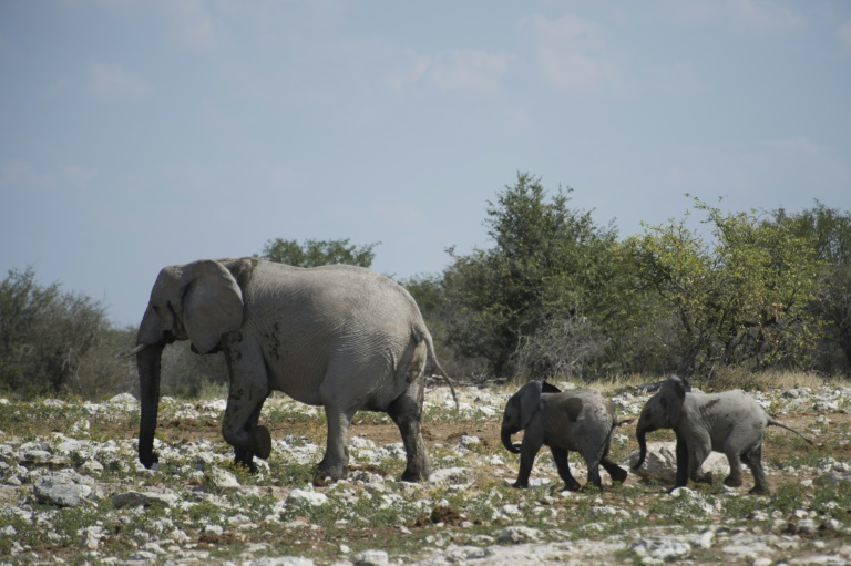 Copyright AFP/Archiv MARTIN BUREAU