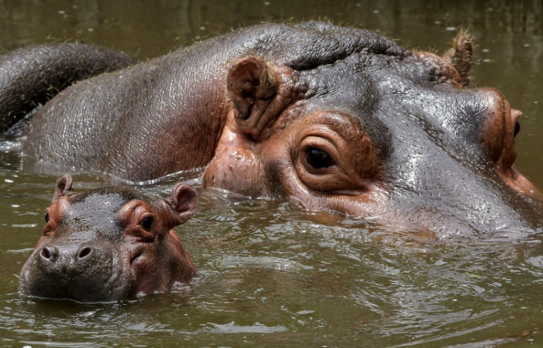 Copyright AFP ULISES RUIZ