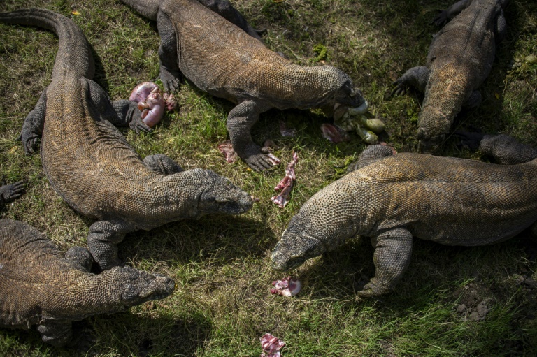 Copyright AFP/Archiv JUNI KRISWANTO