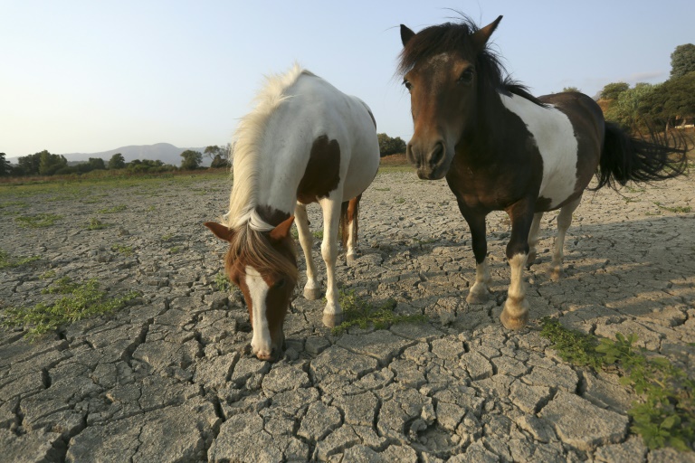 Copyright AFP/Archiv Pascal POCHARD-CASABIANCA