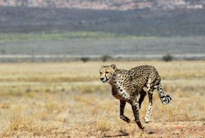 Copyright AFP/Archiv CHRISTOPHE BEAUDUFE