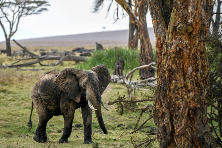 Copyright AFP Tony KARUMBA