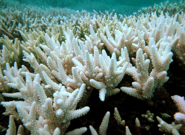 Copyright Great Barriier Reef Marine Park/AFP/Archiv -