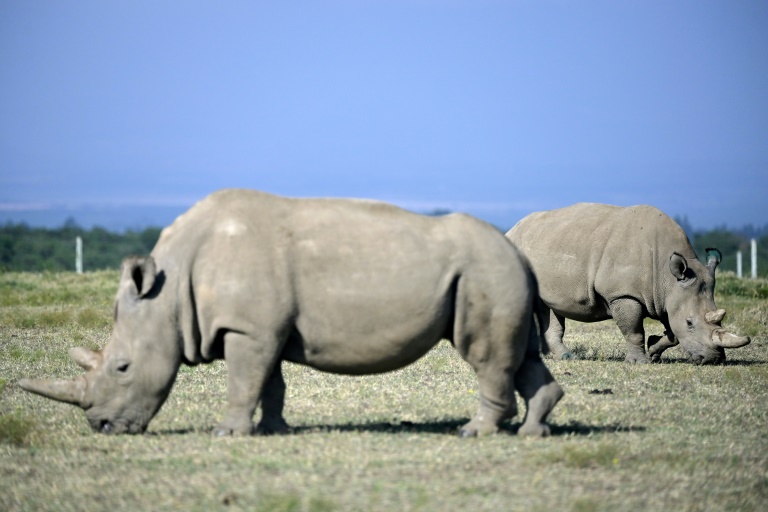 Copyright AFP/Archiv TONY KARUMBA