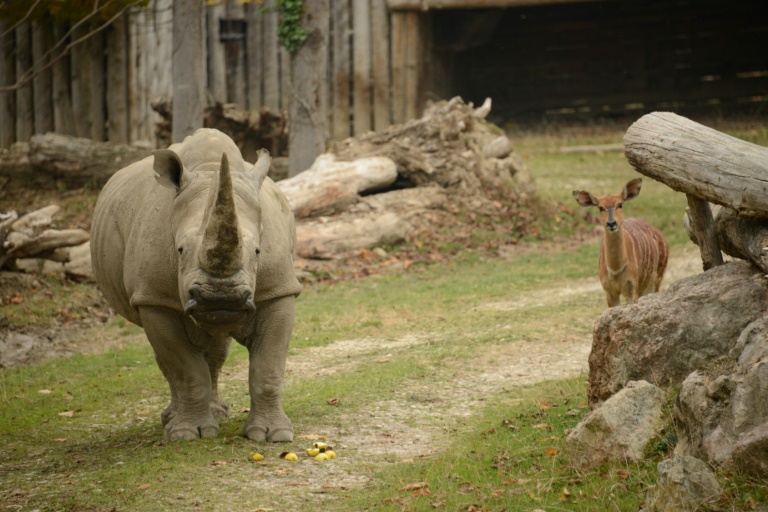 Copyright Parco Natura Viva/AFP -