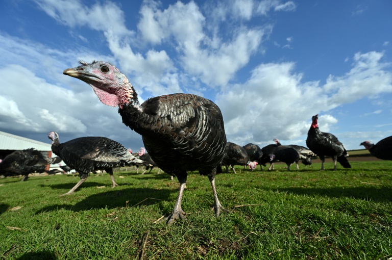 Copyright AFP David GANNON