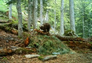 Copyright PYRENEES ANIMAL PARK/AFP/Archiv -