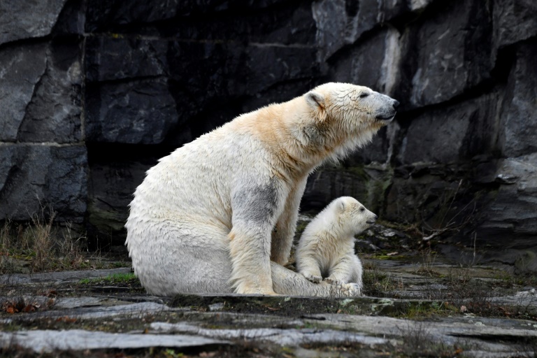 Copyright AFP/Archiv Richard PIERRIN