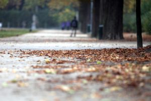 Herbstblätter in einem Park