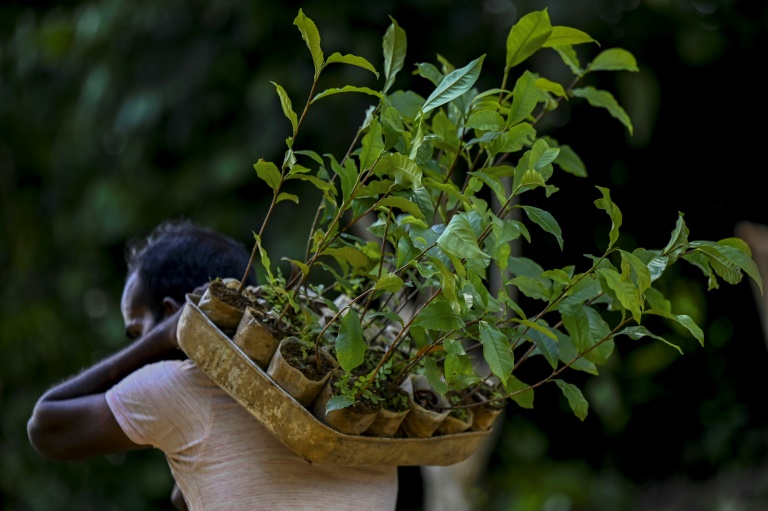 Copyright AFP/Archiv Ishara S. KODIKARA