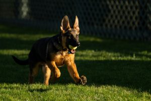 Copyright AFP/Archiv GEOFFROY VAN DER HASSELT