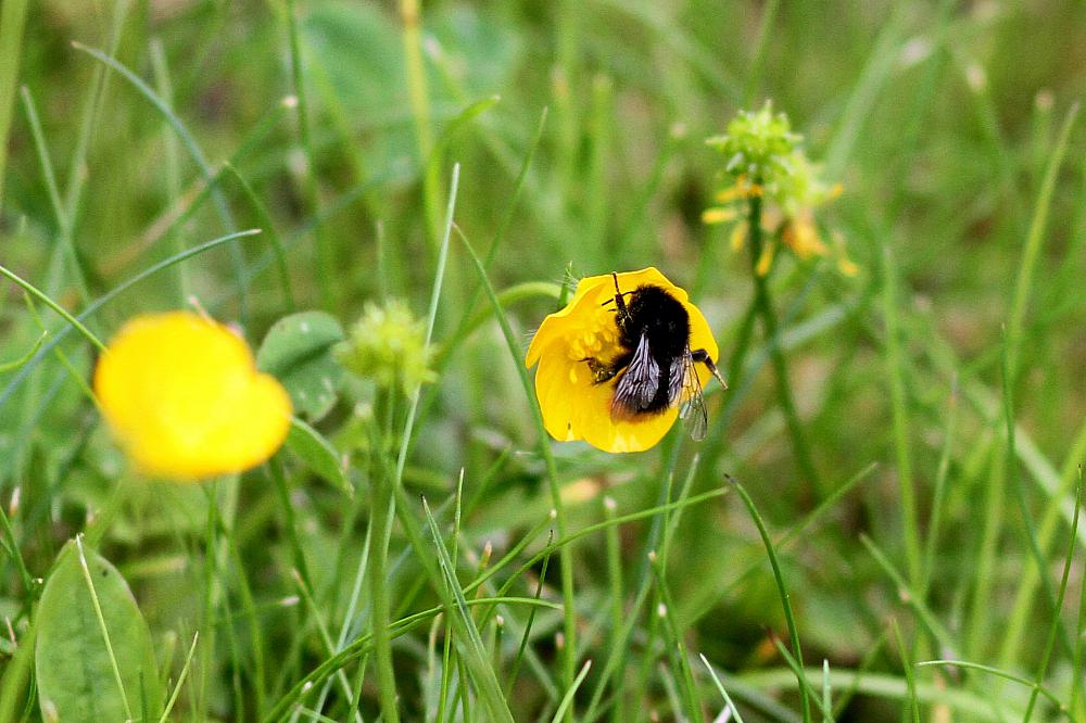 Hummel bestäubt Blüte