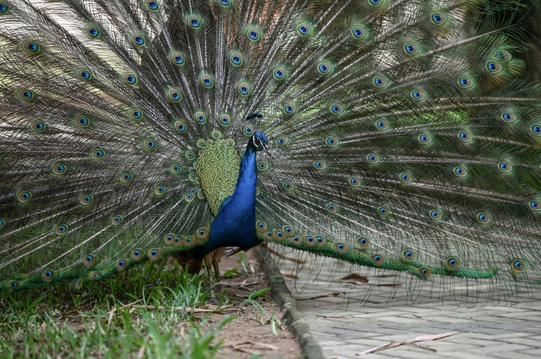 Copyright AFP/Archiv OLIVIER MORIN