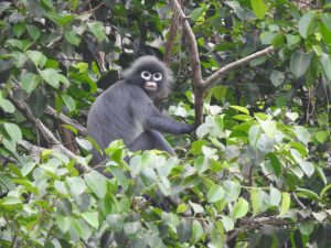 Copyright FFI (Flora and Fauna International)/AFP AUNG KO LIN