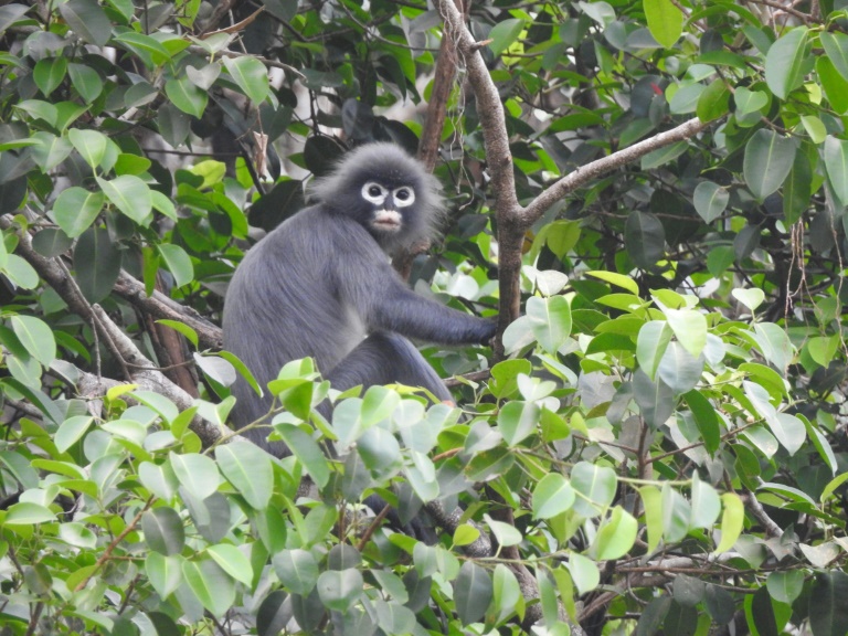 Copyright FFI (Flora and Fauna International)/AFP AUNG KO LIN