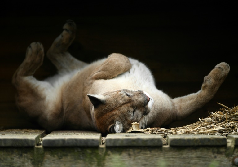 Copyright AFP/Archiv MIGUEL MEDINA