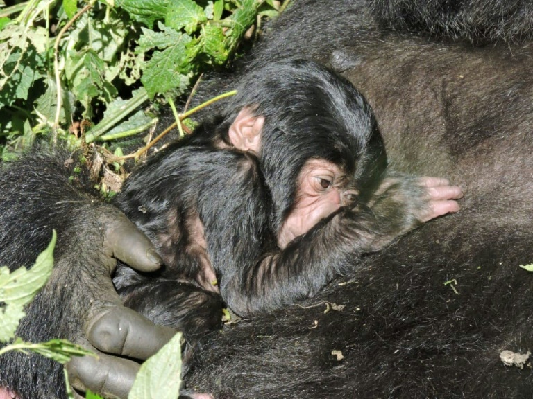 Copyright Virunga National Park/AFP -