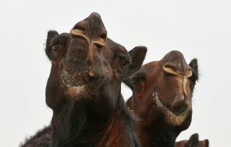 Copyright AFP KARIM JAAFAR