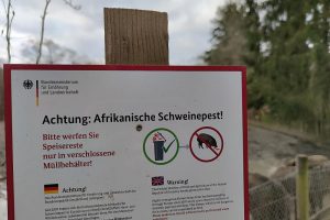 Wildschwein