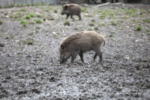 Wildschwein