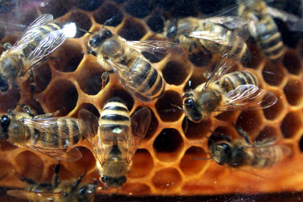 Bienen (Archiv)