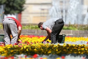 Gartenarbeiter auf einem Blumenbeet (Archiv)