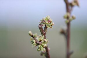 Knospen an einem Kirschbaum (Archiv)