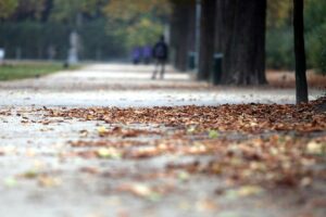 Herbstblätter in einem Park (Archiv)