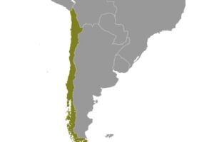 Chile (Archiv)