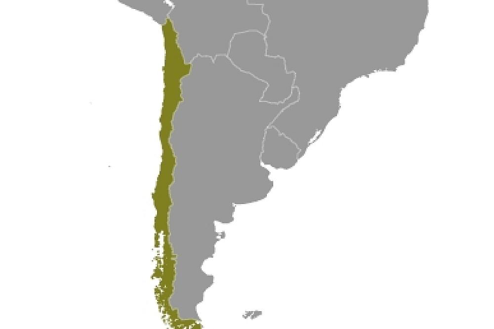 Chile (Archiv)
