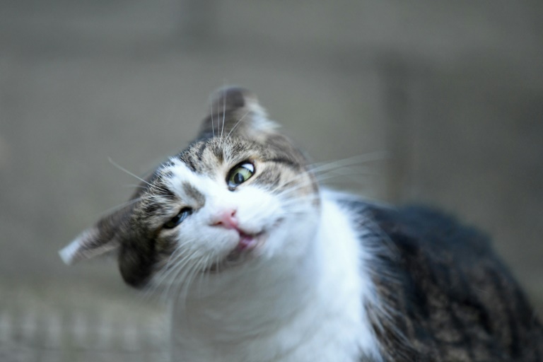 Spanien führt geteiltes Sorgerecht bei Haustieren ein