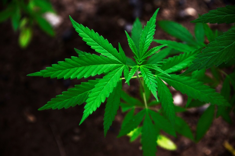 Hanfpflanzen in für Bundesgartenschau angepflanzten Blumenbeeten in Erfurt entdeckt