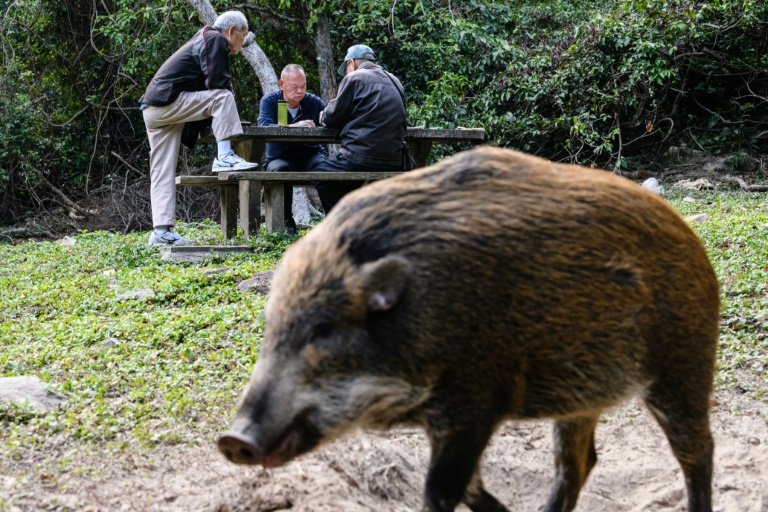 Wildschwein in Hongkonger U-Bahn sorgt für Aufregung