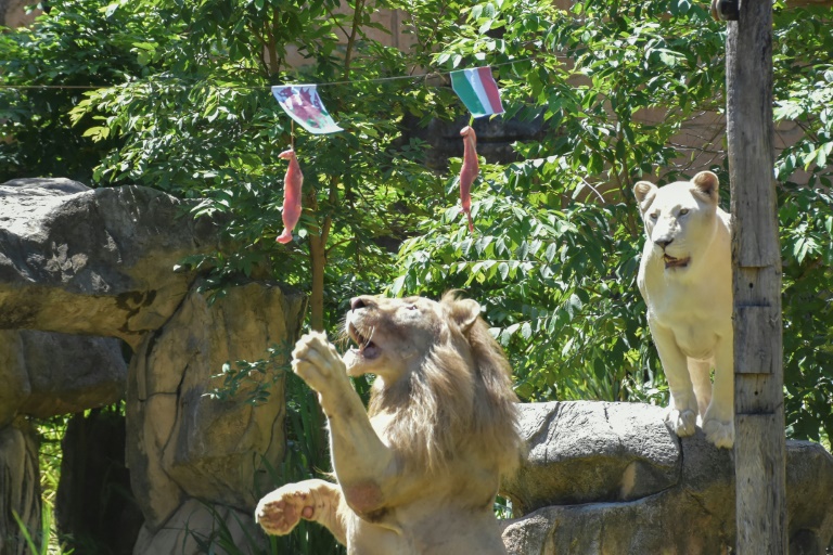 Thailändischer Löwe als tierisches Orakel der Fußball-EM im Einsatz