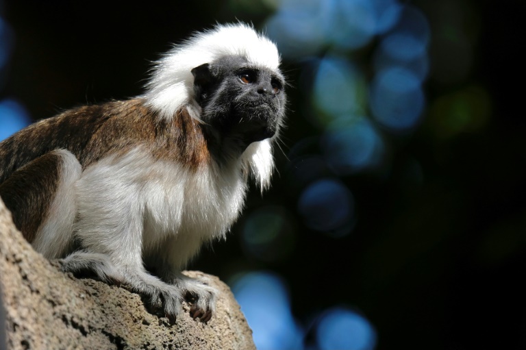 Polizei in Erfurt beschlagnahmt Affen vor illegalem Verkauf