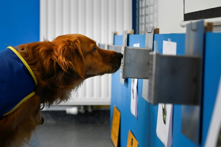 "Pokaa" ist Frankreichs erster Corona-Spürhund in einem Altenheim