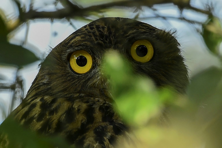 Tierische "Alarmanlage" – Eulen sorgen für Polizeieinsatz im Saarland