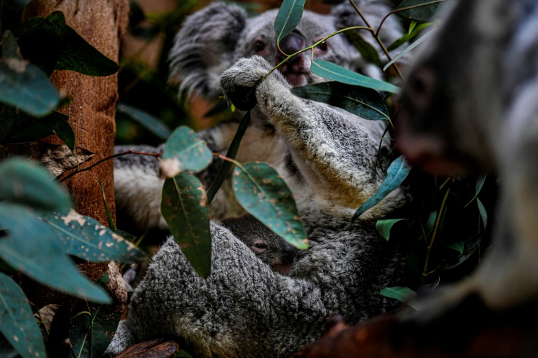 Australische Forscher testen Gesichtserkennung für Koalas